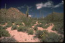 Saguaro NP