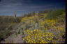 Saguaro NP